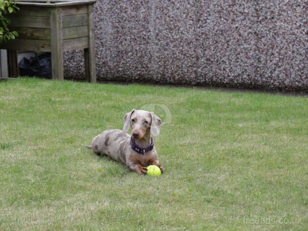 Dachshunds for sale in Manchester, Greater Manchester