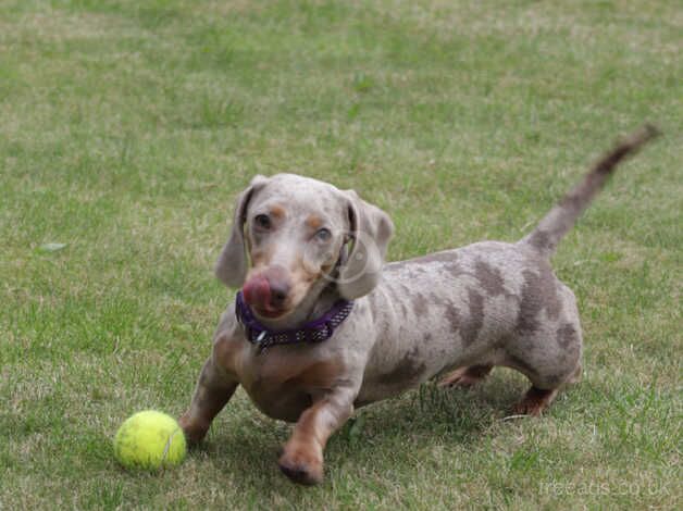 Dachshund Puppies for sale in Greater Manchester