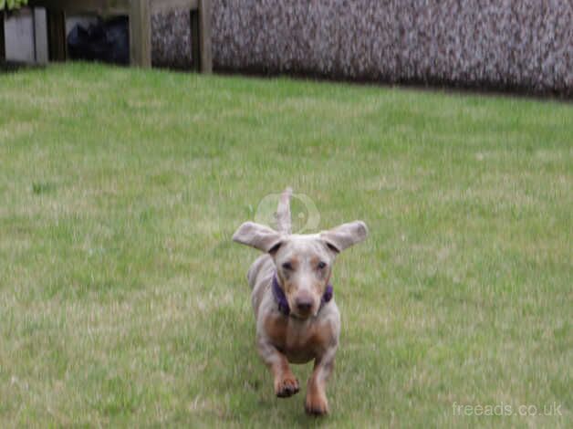 Dachshund Puppies for sale