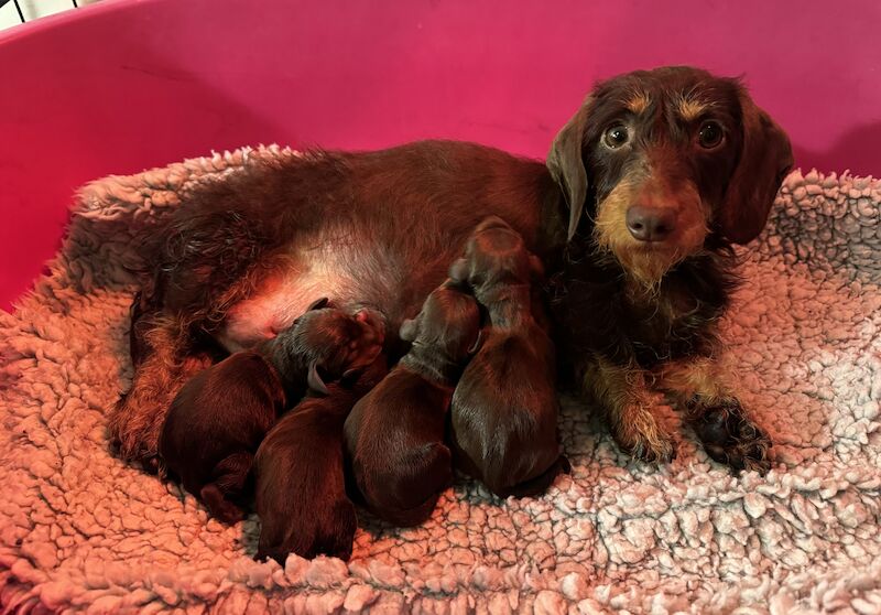 Reduced *One boy left * chocolate miniature dachshund puppies for sale in Faringdon, Oxfordshire - Image 4