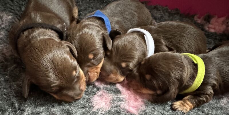 Reduced *One boy left * chocolate miniature dachshund puppies for sale in Faringdon, Oxfordshire - Image 5