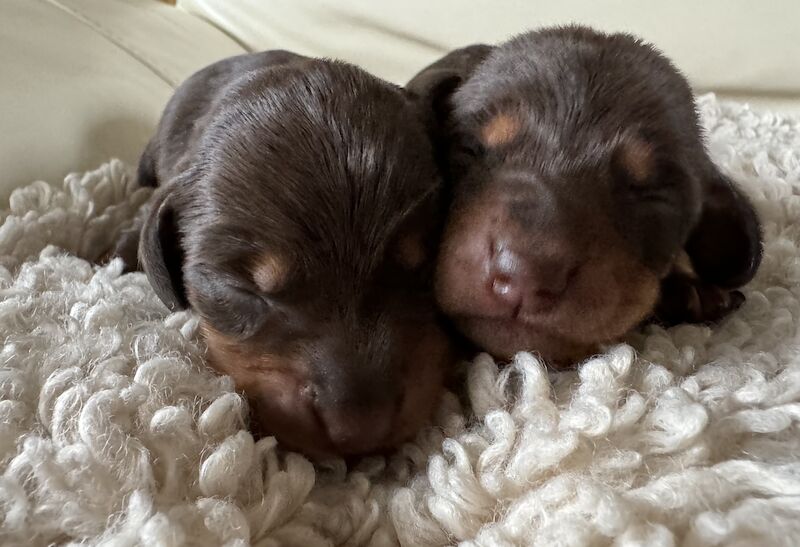 Reduced *One boy left * chocolate miniature dachshund puppies for sale in Faringdon, Oxfordshire - Image 6