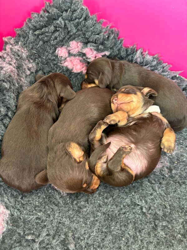 Reduced *One boy left * chocolate miniature dachshund puppies for sale in Faringdon, Oxfordshire - Image 7