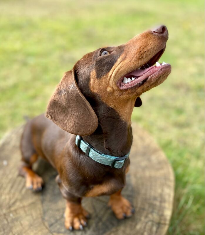 Reduced *One boy left * chocolate miniature dachshund puppies for sale in Faringdon, Oxfordshire - Image 8