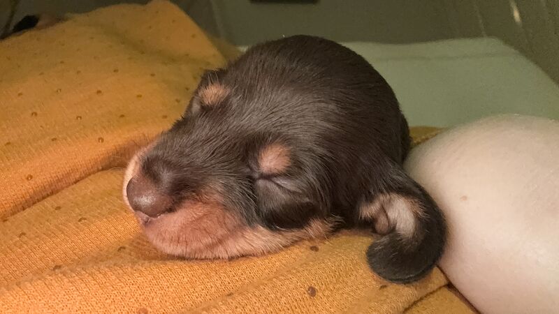 Reduced *One boy left * chocolate miniature dachshund puppies for sale in Faringdon, Oxfordshire - Image 9