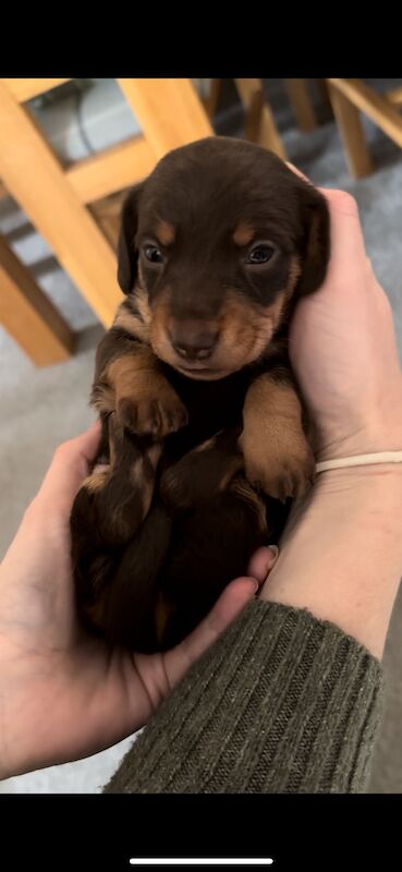 Reduced *One boy left * chocolate miniature dachshund puppies for sale in Faringdon, Oxfordshire - Image 10