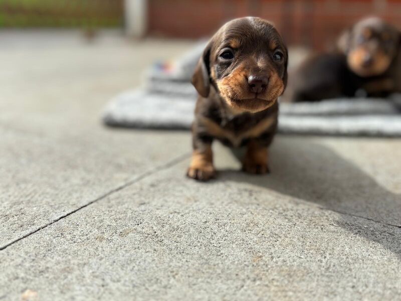 Reduced *One boy left * chocolate miniature dachshund puppies for sale in Faringdon, Oxfordshire - Image 11