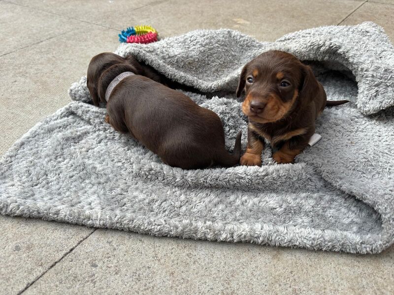 Reduced *One boy left * chocolate miniature dachshund puppies for sale in Faringdon, Oxfordshire - Image 12