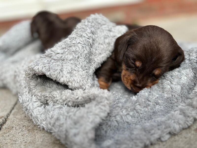 Reduced *One boy left * chocolate miniature dachshund puppies for sale in Faringdon, Oxfordshire - Image 13