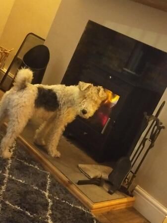 Wire fox terrier for sale in Durham, County Durham - Image 1
