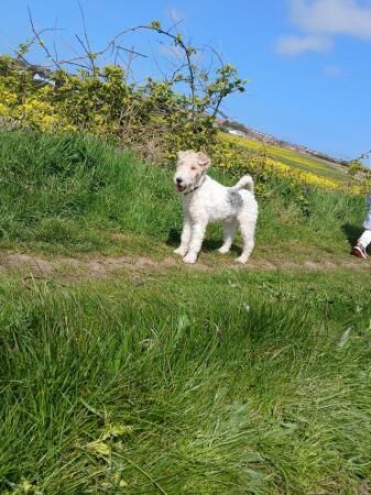 Wire fox terrier for sale in Durham, County Durham - Image 5