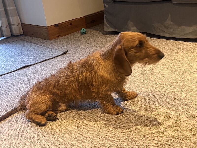 Wire hair Dachshund for Stud for sale in Pollok, Glasgow City - Image 1