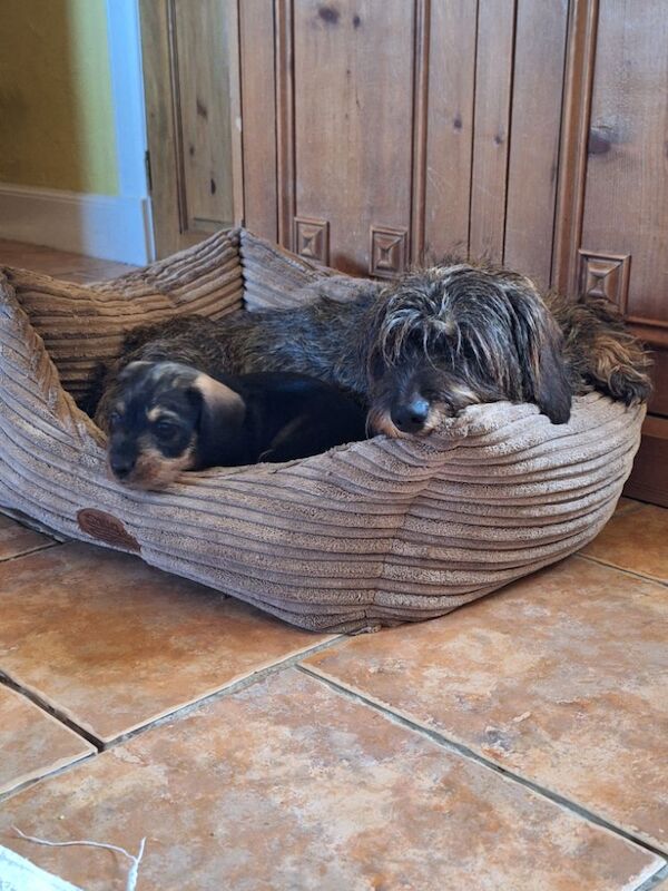 Wire Haired Dachshund for sale in Huntly, Aberdeenshire