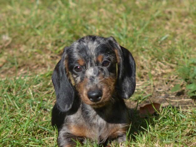 Dachshund puppies are looking for homes for sale in Stowmarket, Suffolk