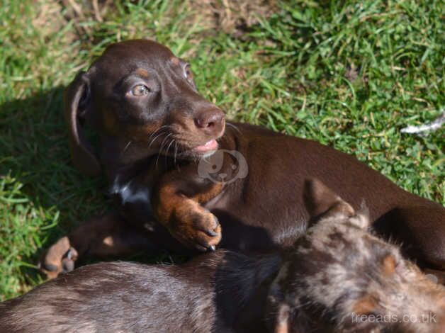 Dachshund puppies are looking for homes for sale in Stowmarket, Suffolk - Image 2