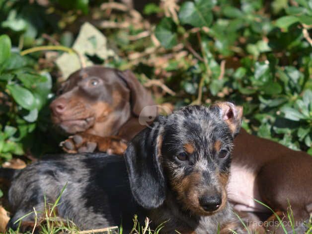 Dachshund puppies are looking for homes for sale in Stowmarket, Suffolk - Image 3