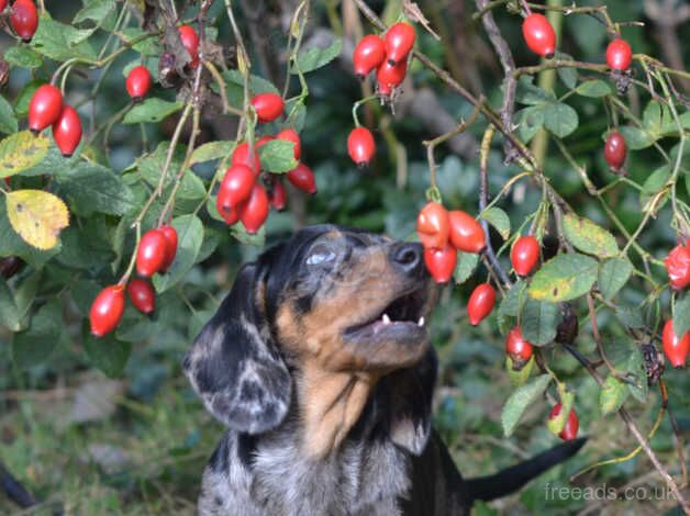 Dachshund puppies are looking for homes for sale in Stowmarket, Suffolk - Image 4