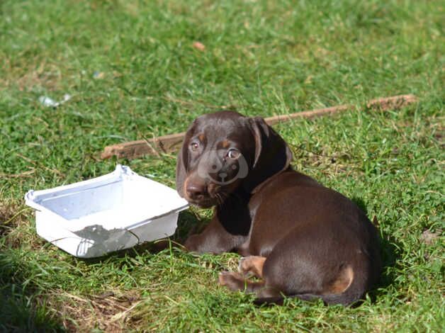 Dachshund puppies are looking for homes for sale in Stowmarket, Suffolk - Image 5