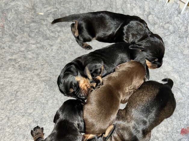 Dachshunds for sale in Derby, Derbyshire