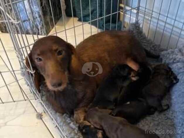 Dachshund Puppies for sale