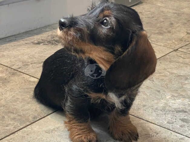 Wire haired dachshund (Teckle) for sale in Bishop Auckland, County Durham