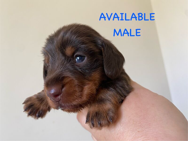 Dachshunds for sale in Faringdon, Oxfordshire