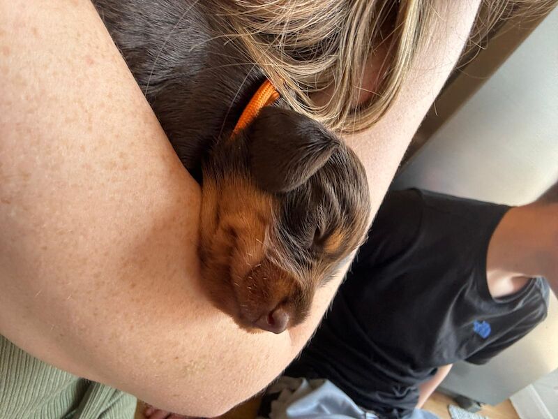 Dachshund Puppies for sale in Oxfordshire