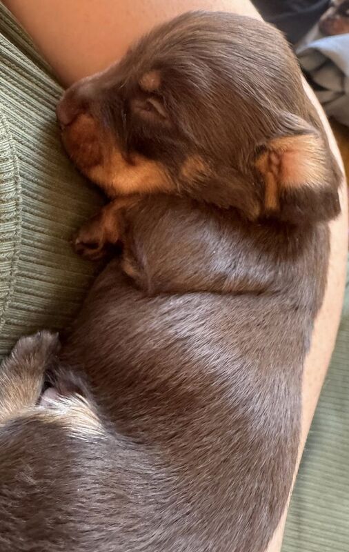 Dachshund Puppies for sale