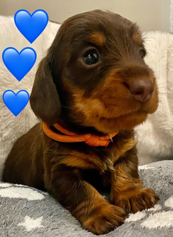 Wire x Smooth Hair Miniature Dachshund for sale in Faringdon, Oxfordshire