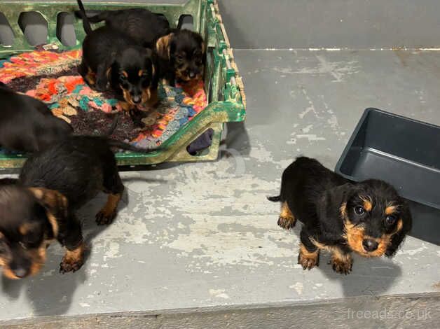 Wired haired dachshund pups for sale in Shifnal, Shropshire