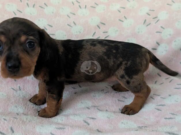 Wired haired dachshunds for sale in Crook, County Durham