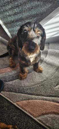 Wirehaired dachshund for sale in Carlton in Cleveland, North Yorkshire - Image 1