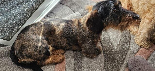 Wirehaired dachshund for sale in Carlton in Cleveland, North Yorkshire - Image 4