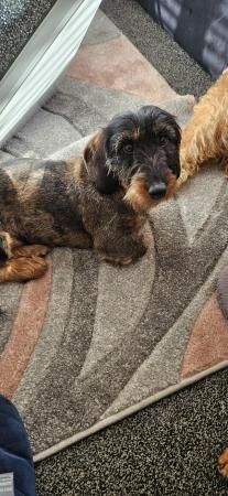 Wirehaired dachshund for sale in Carlton in Cleveland, North Yorkshire - Image 5