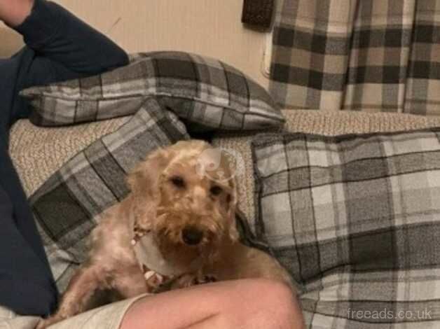 Wirehaired dachshund (only two males left) for sale in Belfast - Image 1