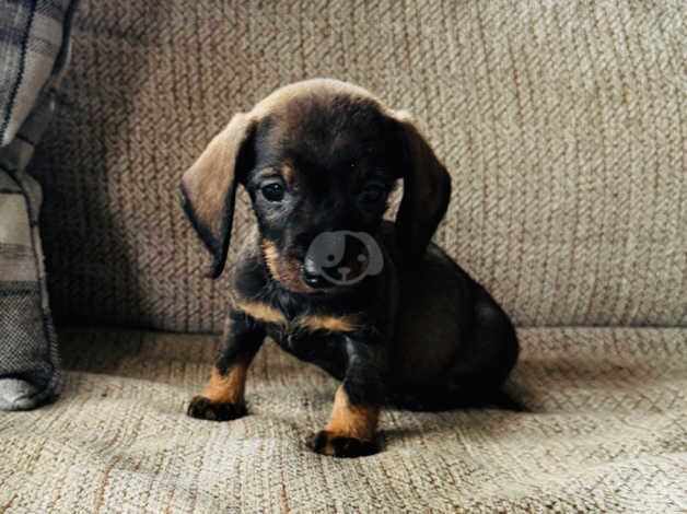 Wirehaired dachshund (only two males left) for sale in Belfast - Image 2