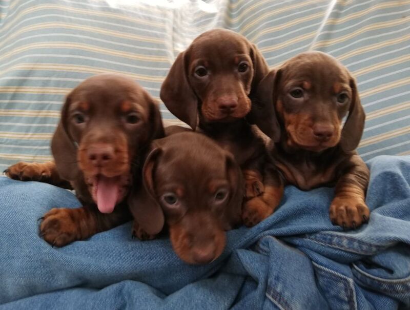 Wonderful Miniature Dachshund Puppys for sale in Herefordshire