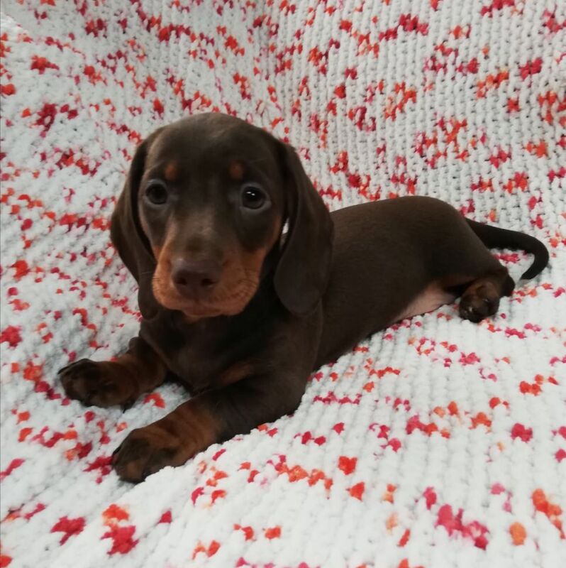 Wonderful Miniature Dachshund Puppys for sale in Herefordshire