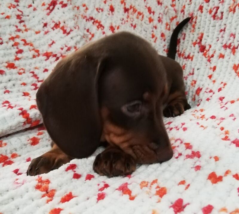 Dachshunds for sale in Herefordshire