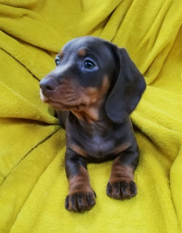 Dachshund Puppies for sale in Herefordshire