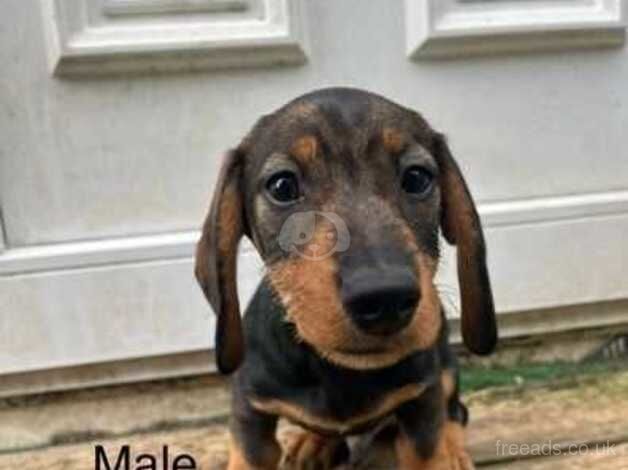 WORKING WIRE HAIRED DACHSHUNDS for sale in Gillingham, Kent