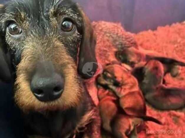 WORKING WIRE HAIRED DACHSHUNDS for sale in Gillingham, Kent - Image 2