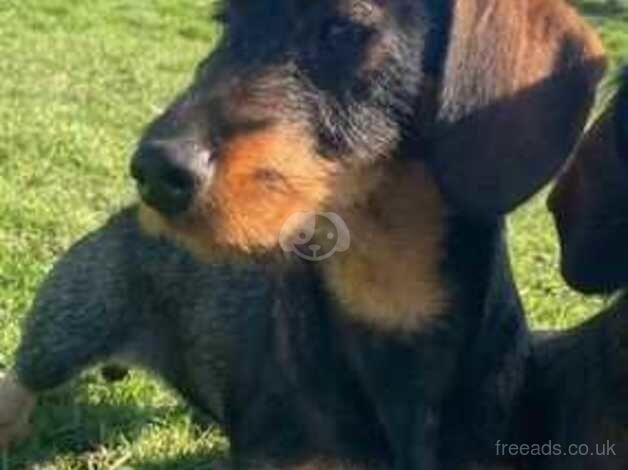 WORKING WIRE HAIRED DACHSHUNDS for sale in Gillingham, Kent - Image 5