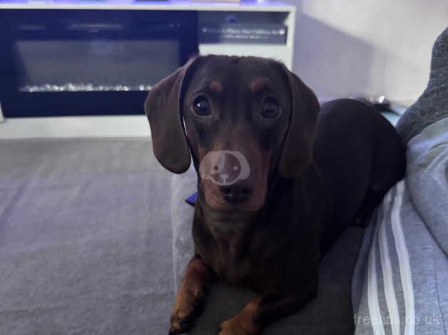 Young male Dachshund for sale in Crawley, West Sussex