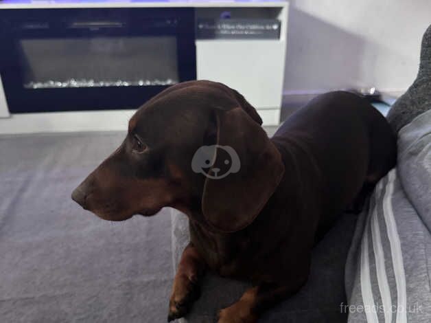 Young male Dachshund for sale in Crawley, West Sussex - Image 2