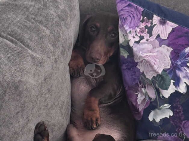 Young male Dachshund for sale in Crawley, West Sussex - Image 3