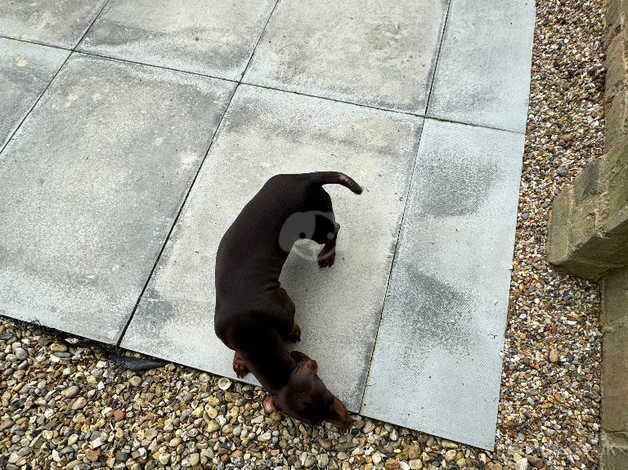 Young male Dachshund for sale in Crawley, West Sussex - Image 4