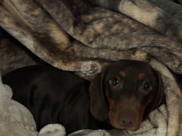 Dachshunds for sale in Crawley, West Sussex