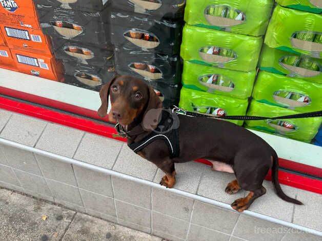 Dachshund Puppies for sale in West Sussex