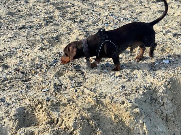 Dachshund Puppies for sale